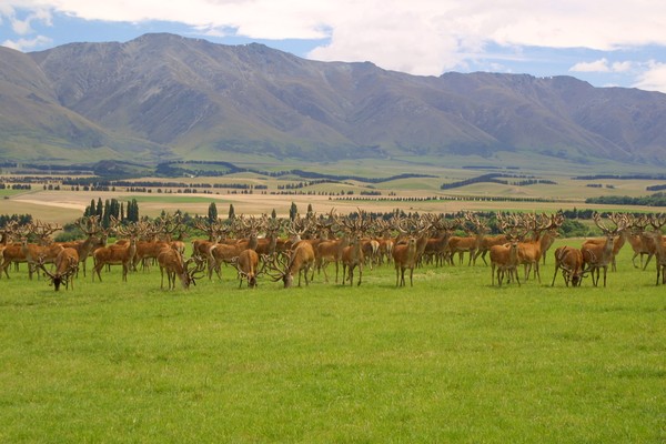 A heritage of outstanding deer stock production has established Foveran Deer Park, now up for sale, as a leader in the New Zealand marketplace